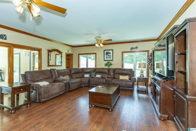 living room featuring crown molding, ceiling fan, and dark wood-type flooring