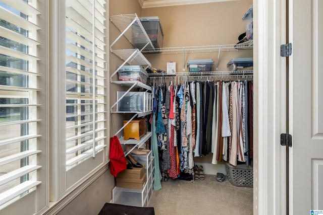 spacious closet with carpet