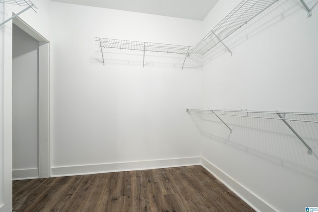 spacious closet featuring dark wood finished floors