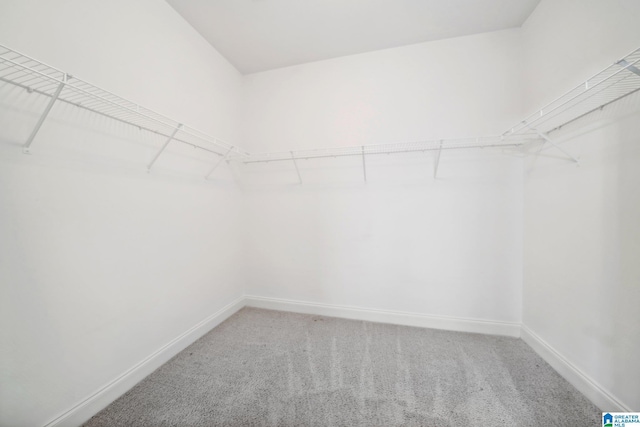 spacious closet featuring carpet floors