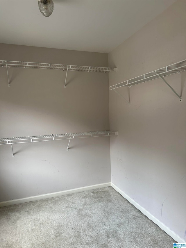 spacious closet featuring carpet flooring