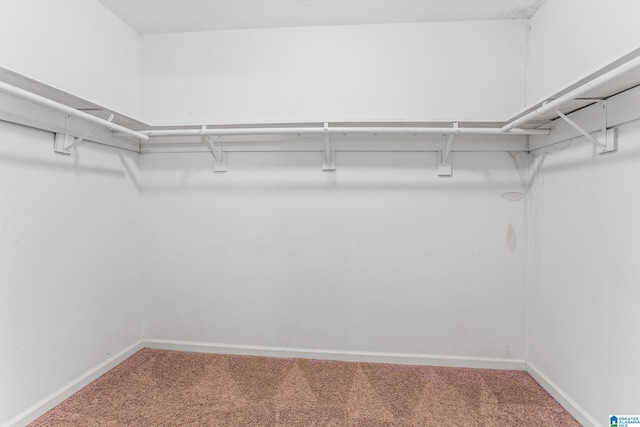 walk in closet with carpet floors