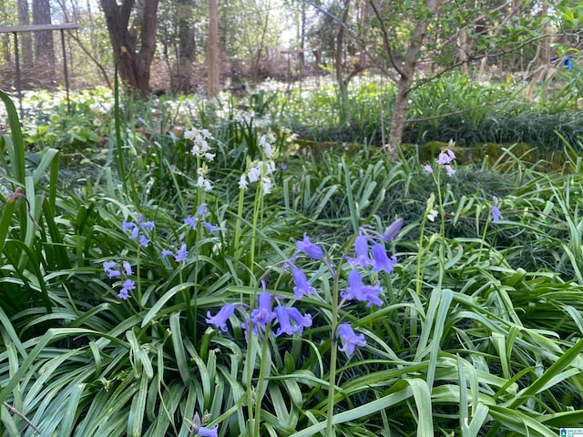 view of nature