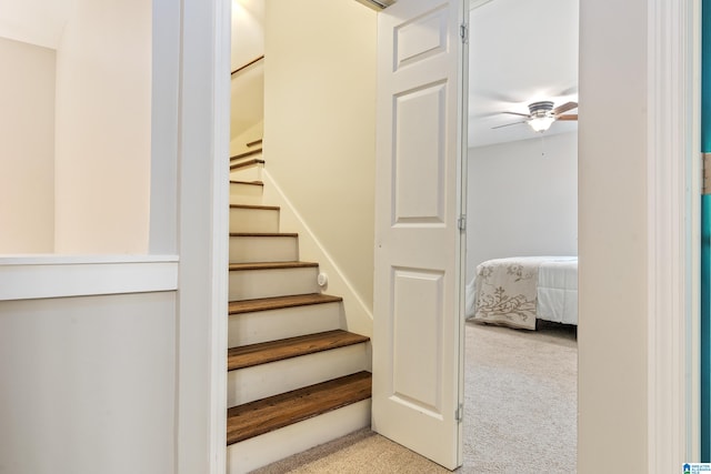 stairway featuring carpet flooring and ceiling fan