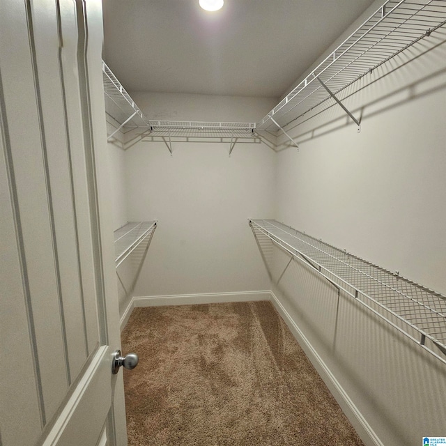 walk in closet featuring carpet floors