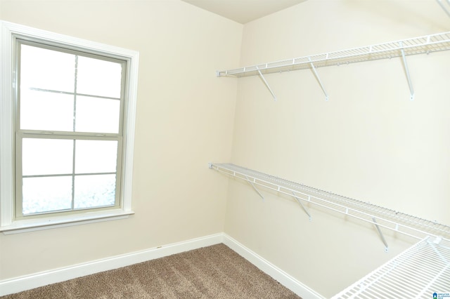 walk in closet with carpet