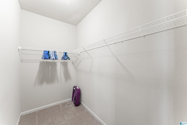 spacious closet featuring carpet flooring