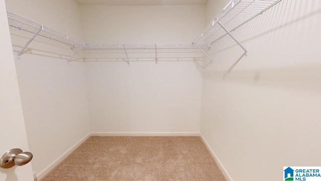 spacious closet featuring carpet floors