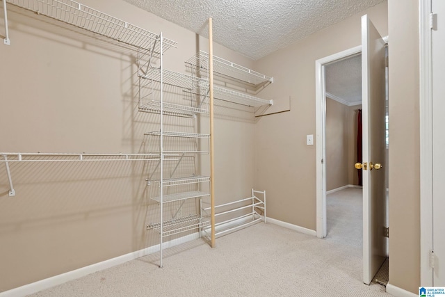 walk in closet featuring carpet flooring