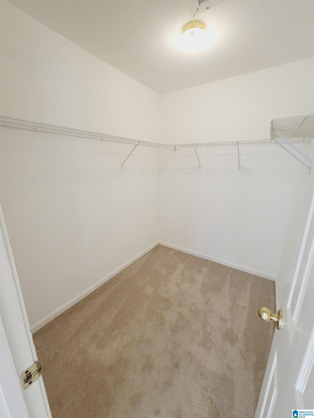 walk in closet featuring carpet flooring