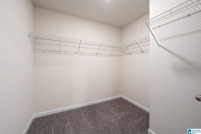 walk in closet with carpet flooring