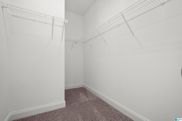 walk in closet featuring carpet