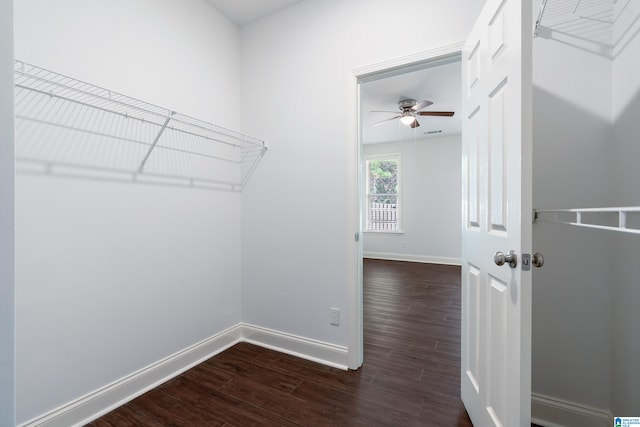 spacious closet featuring dark hardwood / wood-style floors and ceiling fan