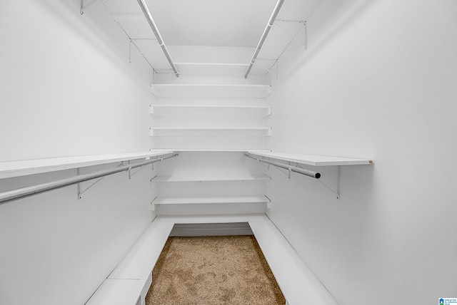 spacious closet featuring carpet floors