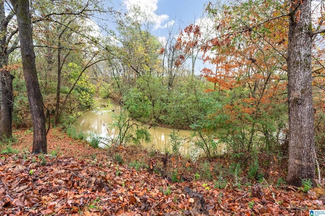 view of local wilderness