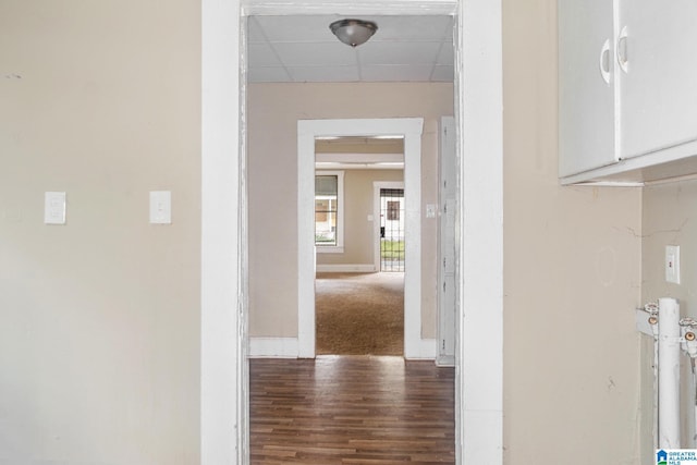 hallway with a drop ceiling and dark hardwood / wood-style floors