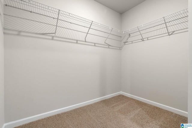 spacious closet featuring carpet flooring