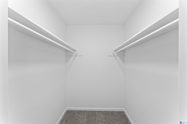 spacious closet featuring carpet flooring