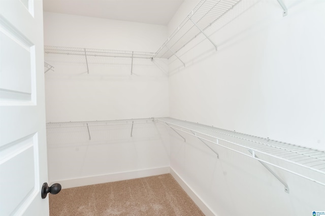 walk in closet featuring carpet floors