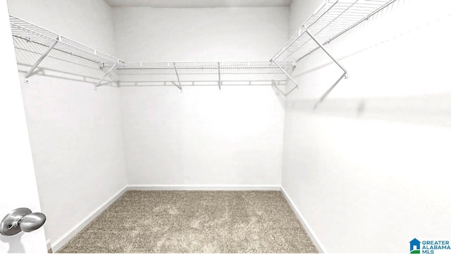 spacious closet featuring carpet