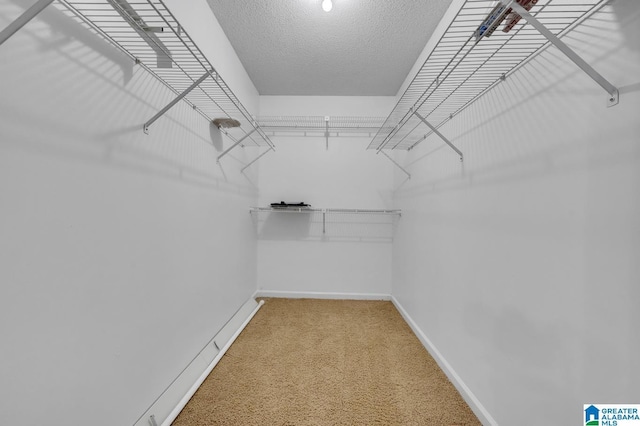 walk in closet featuring carpet