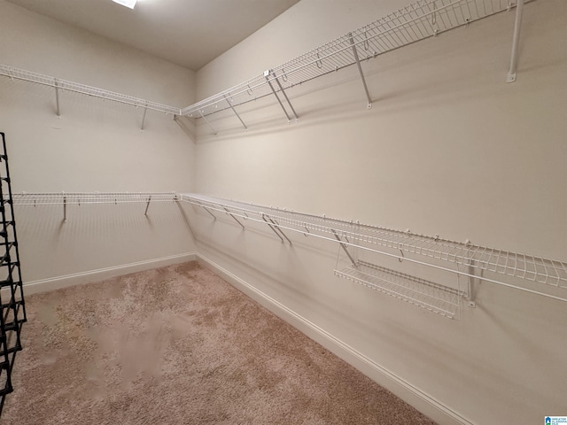 spacious closet featuring carpet