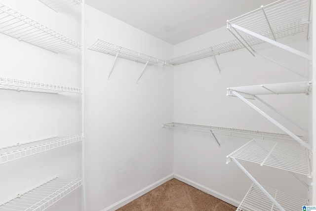 spacious closet featuring carpet flooring