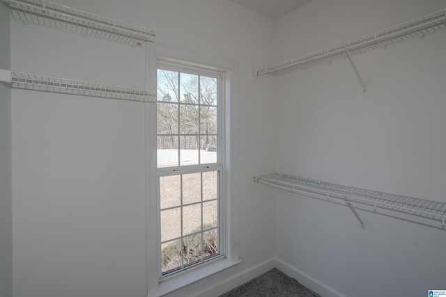 walk in closet with carpet floors