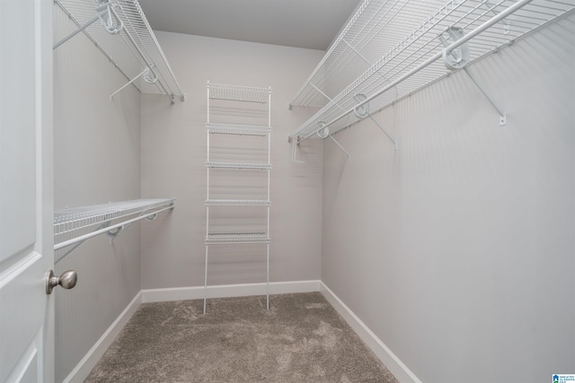 walk in closet featuring carpet floors