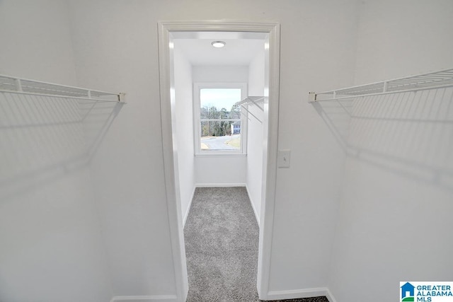 spacious closet featuring carpet flooring