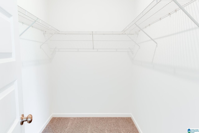 spacious closet featuring carpet flooring