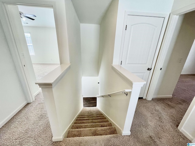 stairway featuring ceiling fan and carpet