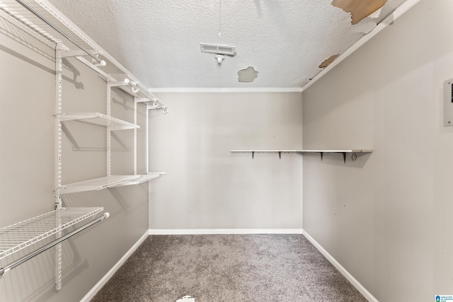 spacious closet featuring carpet flooring