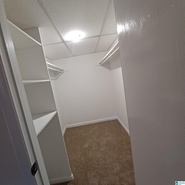 walk in closet with a drop ceiling and carpet floors