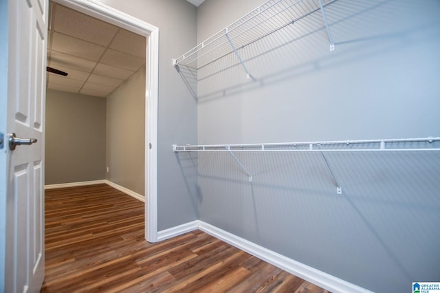 walk in closet featuring dark hardwood / wood-style floors and a drop ceiling