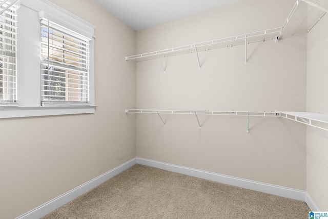 spacious closet with carpet flooring