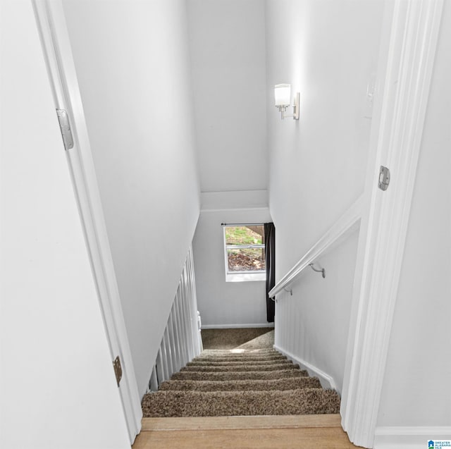 staircase featuring carpet floors