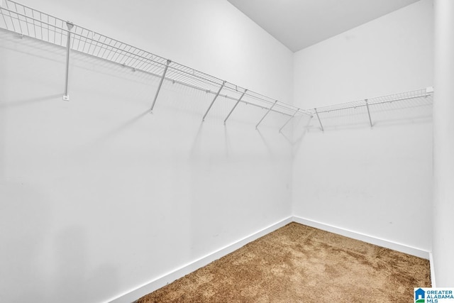 walk in closet featuring carpet flooring