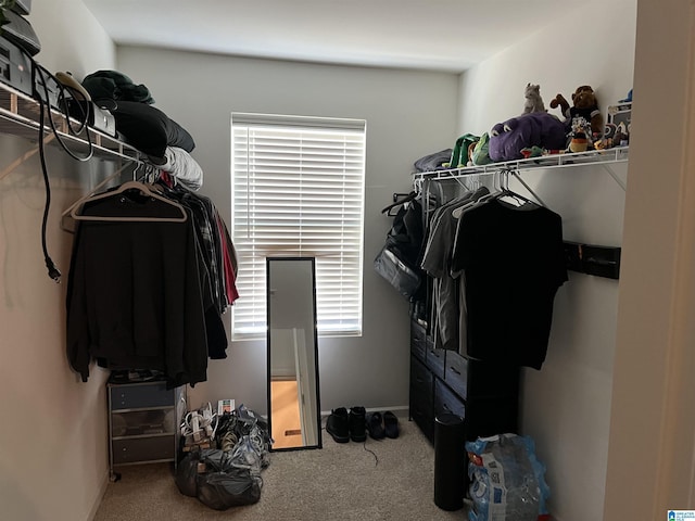 spacious closet featuring carpet floors