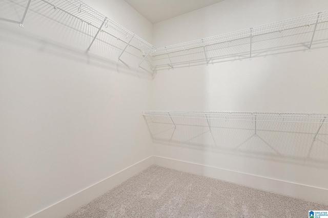 spacious closet featuring carpet