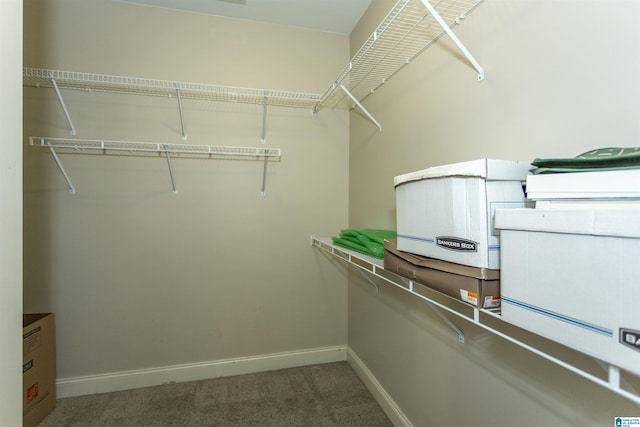 spacious closet featuring carpet