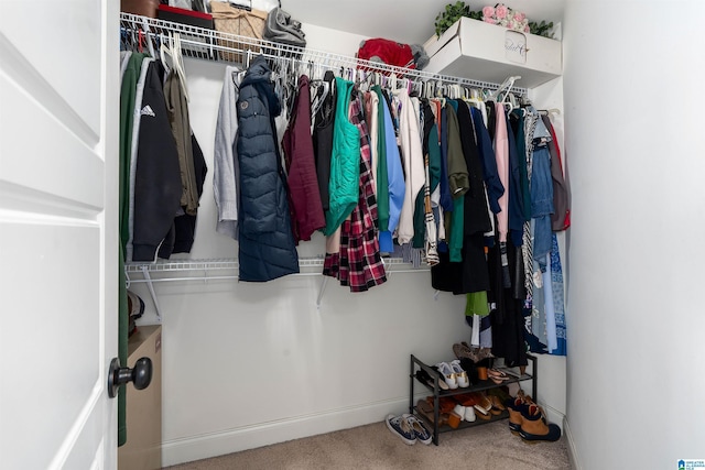 spacious closet featuring carpet