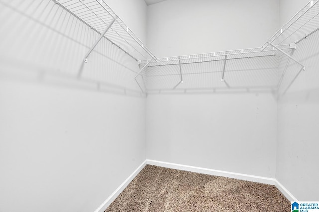 spacious closet featuring carpet floors