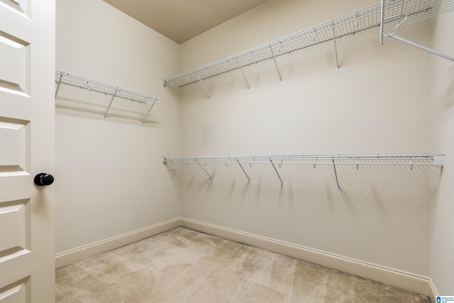 spacious closet featuring carpet flooring