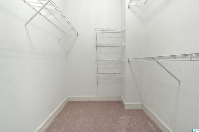 walk in closet featuring carpet floors