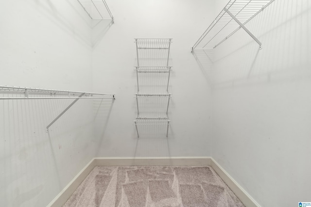 walk in closet with carpet flooring