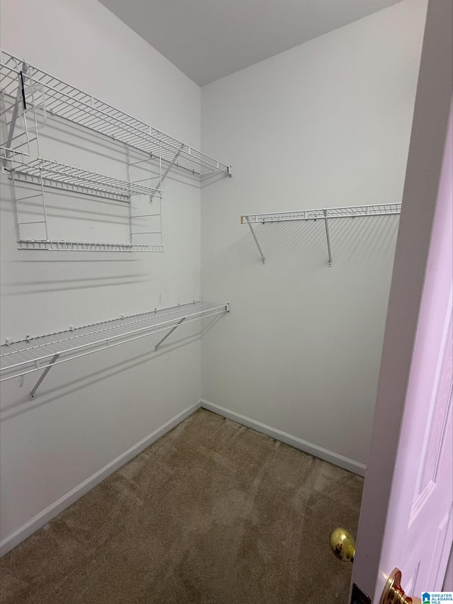 spacious closet featuring carpet