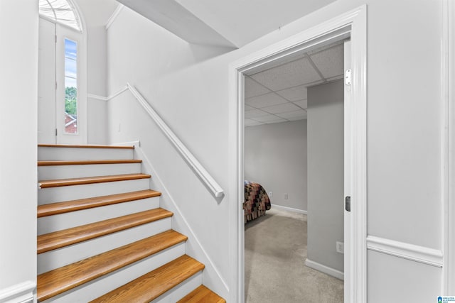 stairs featuring a drop ceiling, baseboards, and carpet