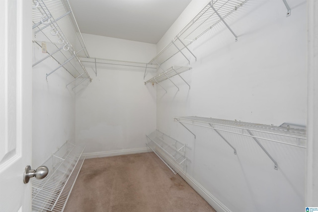 walk in closet with light carpet