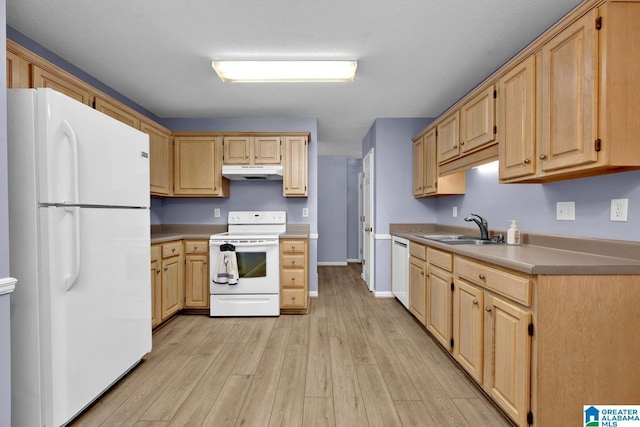 kitchen featuring light brown cabinets, a sink, under cabinet range hood, white appliances, and light wood finished floors